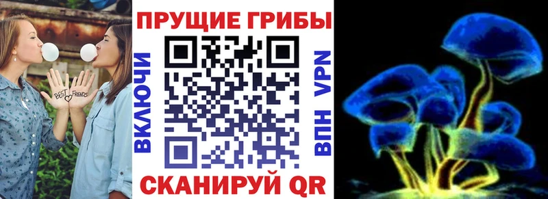 omg зеркало Балей Галлюциногенные грибы Psilocybe